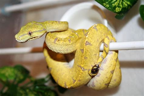 Image result for Yellow and Green Python