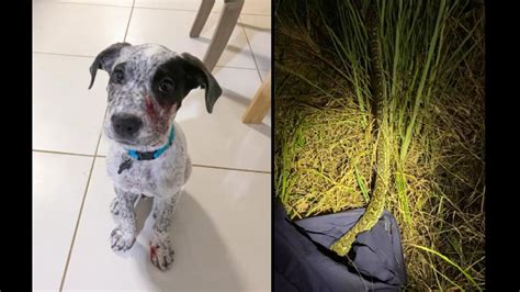 Image result for Python Strangle Dog