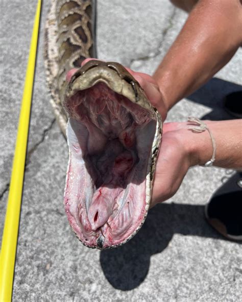 Image result for Python Teeth