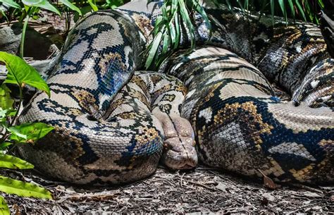 Image result for Big Man vs Reticulated Python