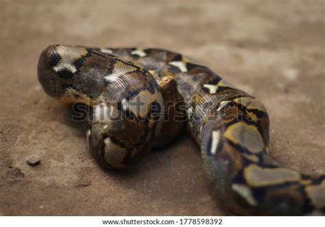 Image result for Python Snake Eating