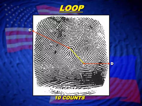 Image result for Accidental Loop Fingerprint Pattern