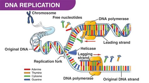 Image result for DNA Replication Process Steps