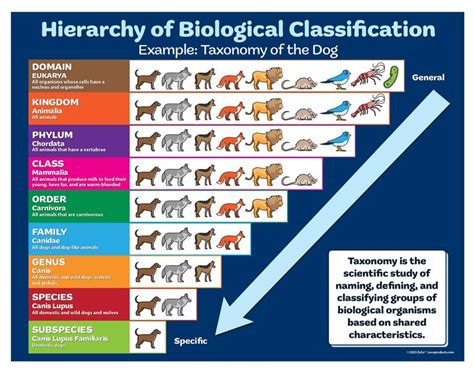 Image result for Animal Kingdom Science Classification