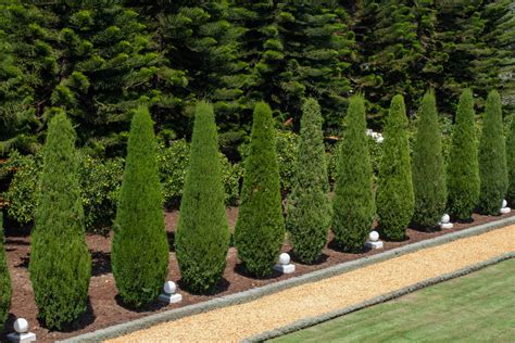 Image result for Hedge Trees Planting Guide
