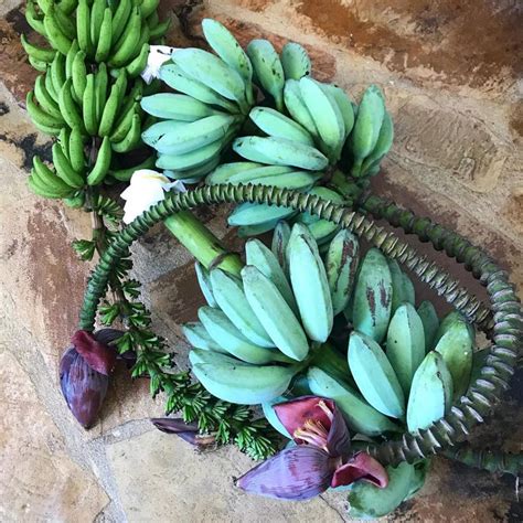 What Do Blue Java Bananas Taste Like に対する画像結果