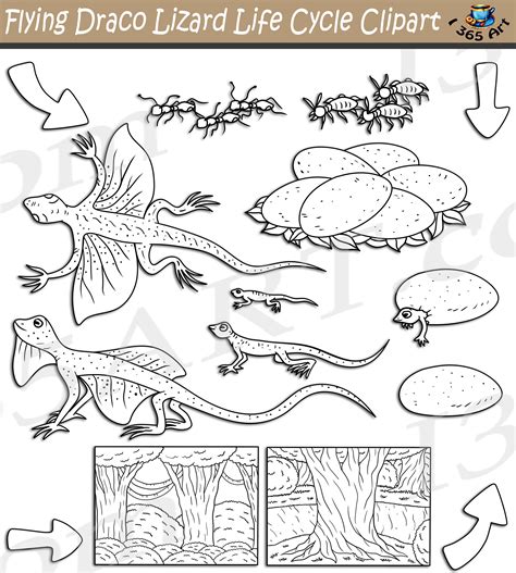 Image result for Lizard Life Cycle