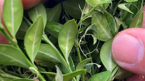 Image result for Box Tree Moth Frass