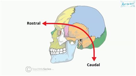 Image result for Rostral Dex