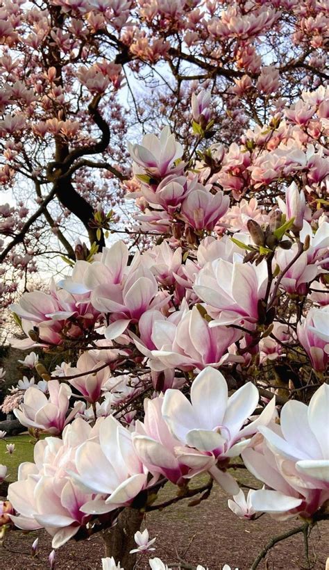 Image result for Magnolia Tree Planting Guide