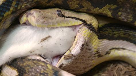 Reticulated Python Eating Another Snake に対する画像結果