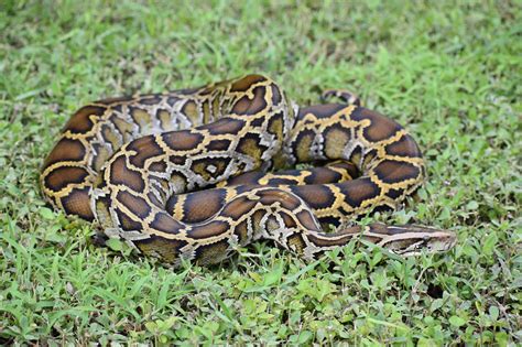 Image result for Burmese Python Invasive Species