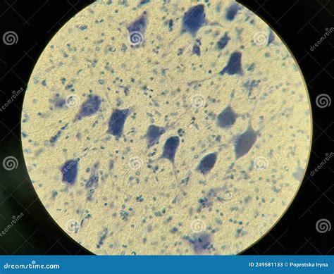 Tissue Cell Cartoon-এর ছবি ফলাফল