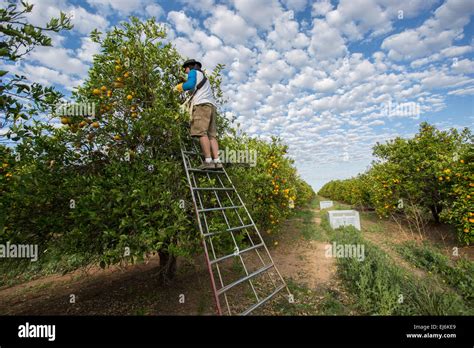Afbeeldingsresultaten voor Orange Tree Picker