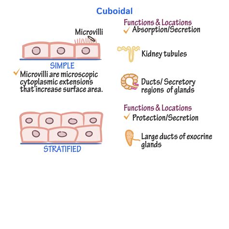 Epithelial Tissue Types に対する画像結果