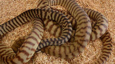 Woma Python Desert Terrarium-এর ছবি ফলাফল