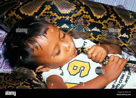 Image result for Reticulated Python as Pet