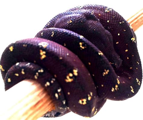 Image result for Purple Green Tree Python