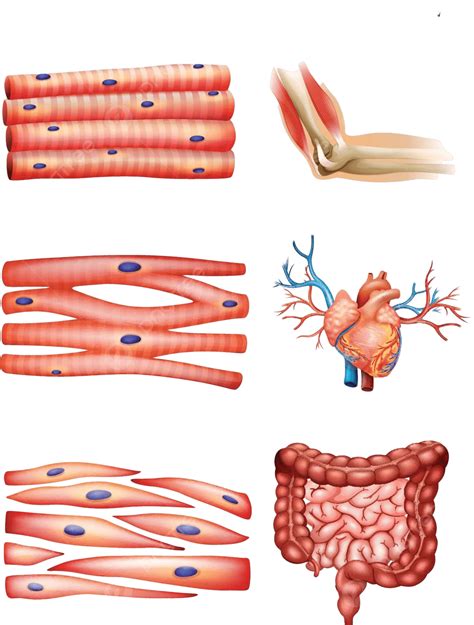Identify Tissue Types に対する画像結果