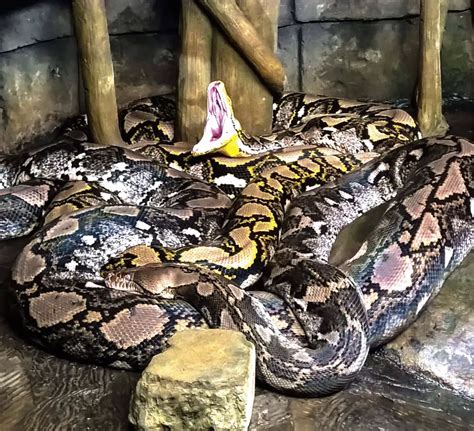 Reticulated Python Eating Another Snake に対する画像結果