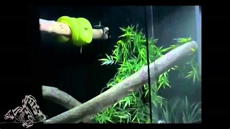 Image result for Green Tree Python Cage