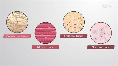 Image result for Tissue Types