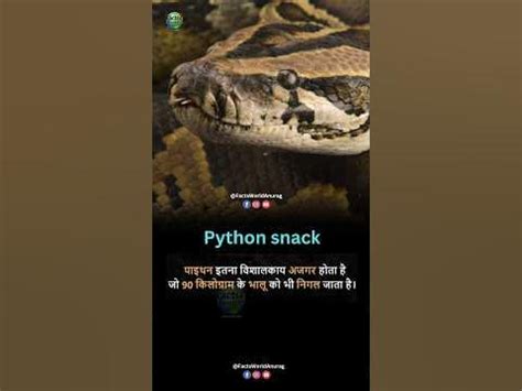 Afbeeldingsresultaten voor Python Snack