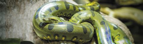 Image result for Anaconda Python Green