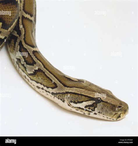 Image result for Python Side Eye