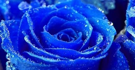 Résultat d’images pour Blue Spring Wildflowers