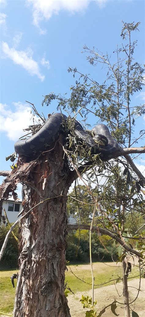 Afbeeldingsresultaten voor Cracking Python