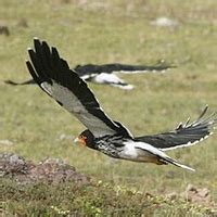 Image result for Australaves Examples