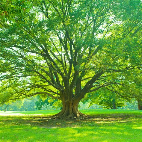 Image result for Tree File Structure