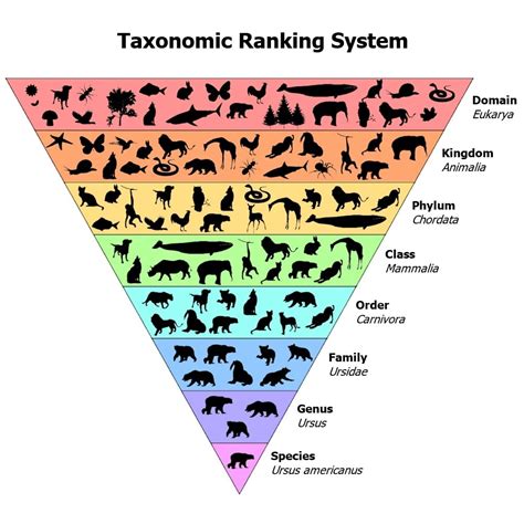 Afbeeldingsresultaten voor Taxonomic Tree Example