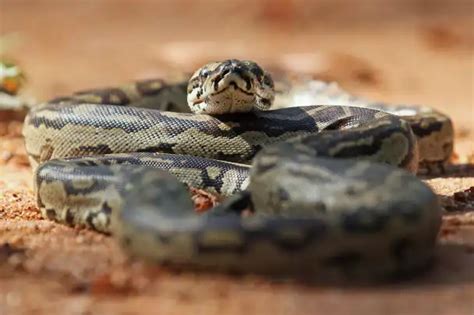 Image result for African Python and Digging Machine