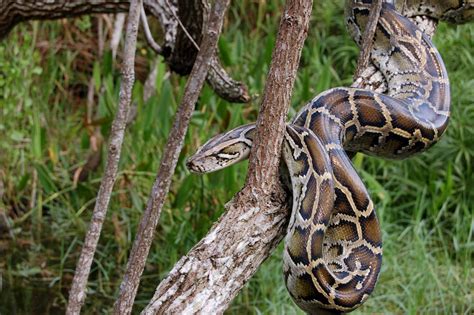 Image result for Python National Geographic