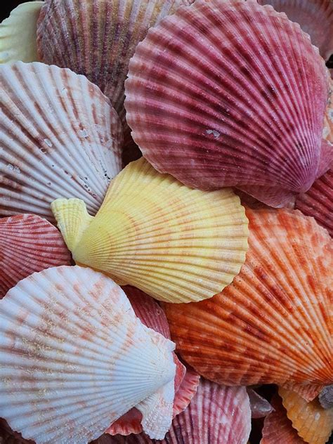 Image result for Shell Pecten Dual Screen Wallpaper