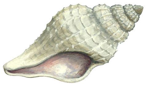 Shell Logo JPEG に対する画像結果