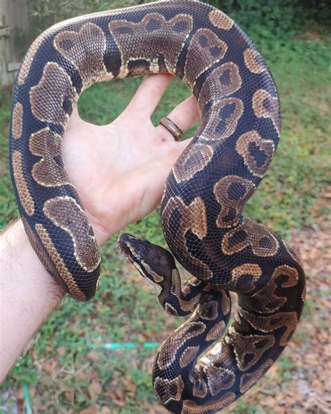 Image result for Female Ball Python Vent