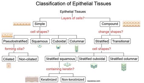 Epithelial Tissue Classification に対する画像結果