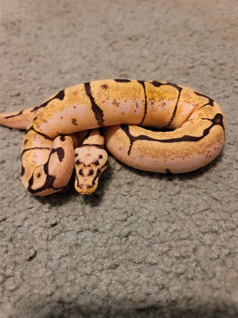 Image result for Bumblebee Ball Python