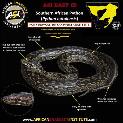 Image result for African Python Species Identification