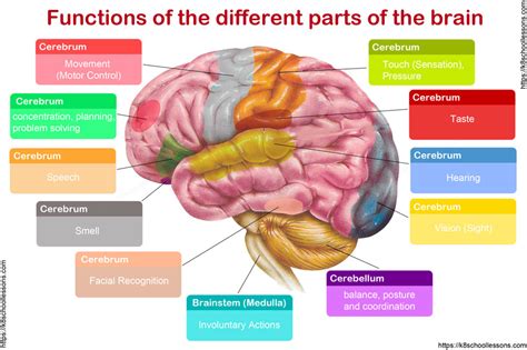 Image result for Brain Parts and Functions Worksheet