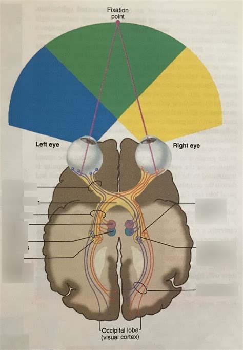 Visual Pathway Brain-साठीचा प्रतिमा निकाल