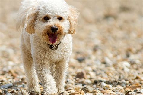 Afbeeldingsresultaten voor Cockapoo Adult Dogs