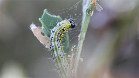 Image result for Box Tree Moth Us Map
