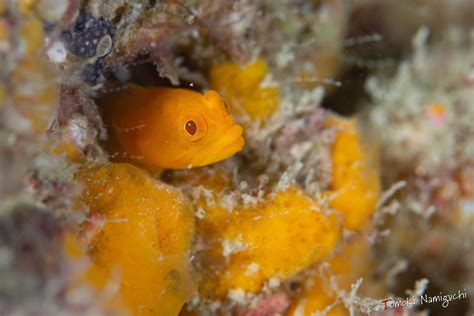 What Is a Bitonic Subarray に対する画像結果