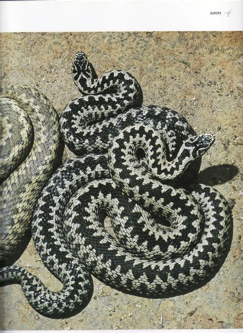 Snake with Triangle Pattern に対する画像結果