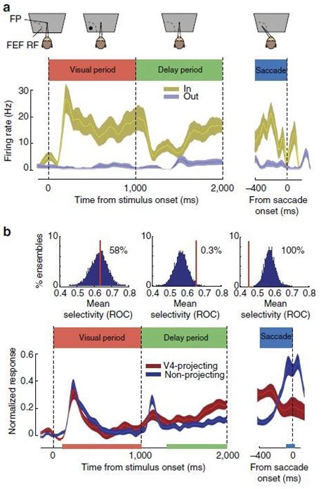 Image result for Neuron Persistent Activity