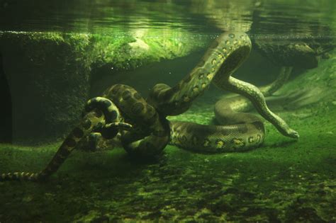 Toradh íomhá ar Python Anaconda and Turtle